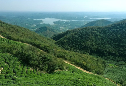 信阳茶山