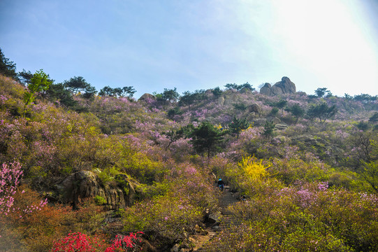 映山红