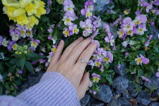 手摸紫花地丁花朵