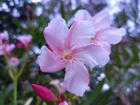 野牡丹花特写