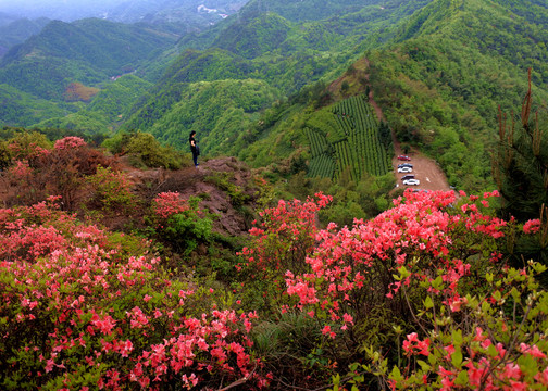 岭上开遍映山红