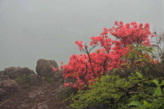 岭上开遍映山红