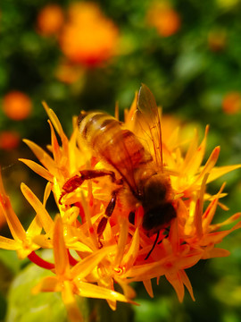 在红花之上专注采花中蜜蜂