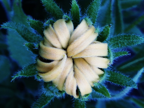 花境材料黑心金光菊