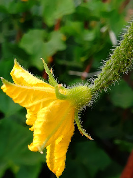 黄瓜开花