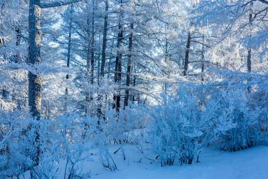 冬季森林积雪雾凇树挂