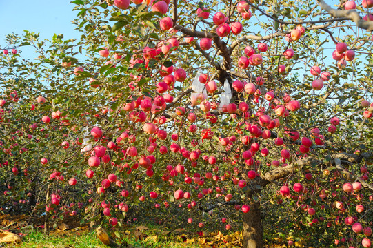 红富士苹果园丰收