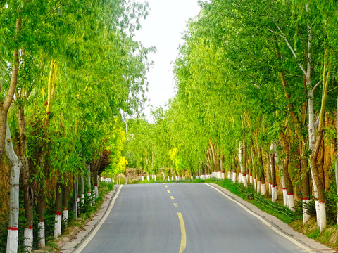 公路两边的绿植