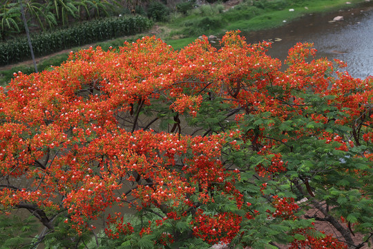 凤凰花树