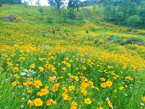 金鸡菊