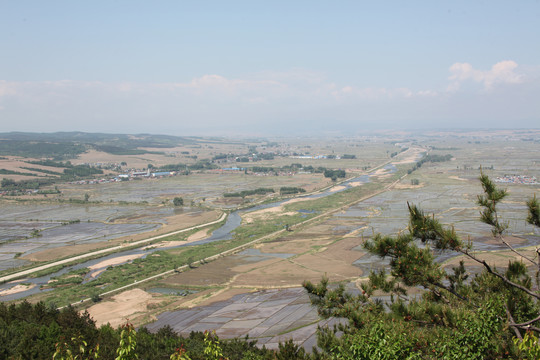 鸟瞰水稻田