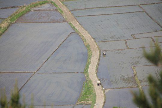 鸟瞰水稻田