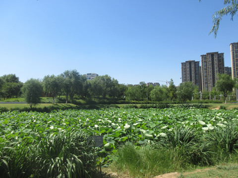 夏日康平湖公园