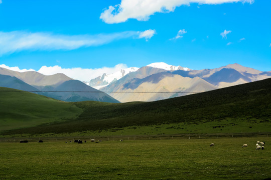 高原牧场