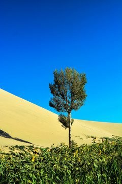 沙漠树