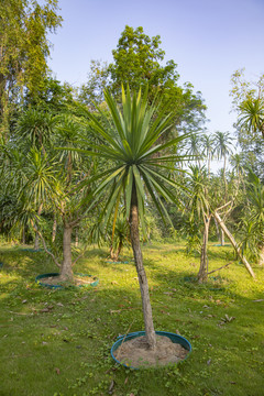 龙血树种植园