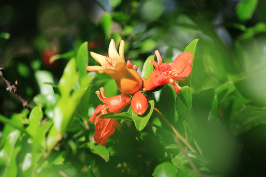 石榴开花