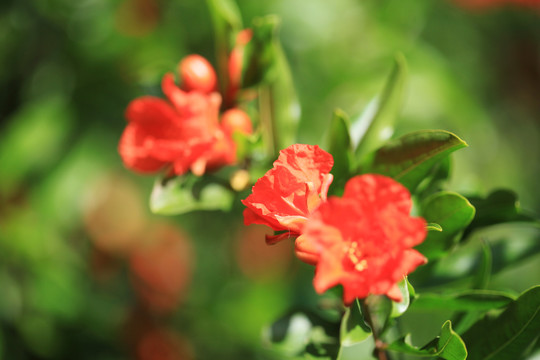 石榴开花