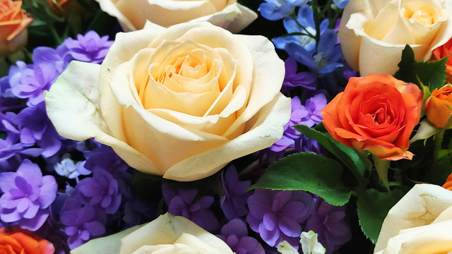 花朵特写