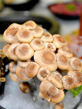 火锅食材菌菇