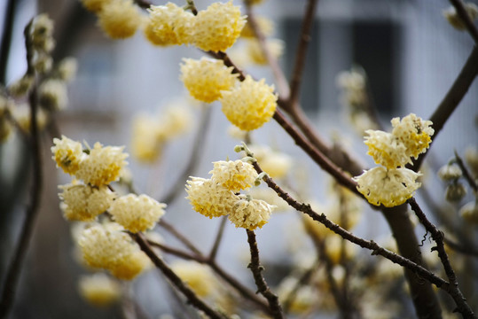 结香花