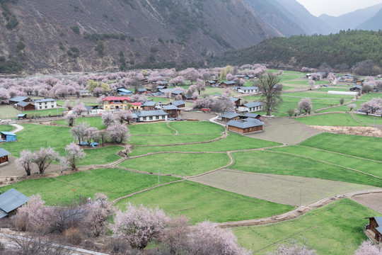 罗马村桃花