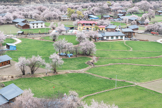 罗马村桃花