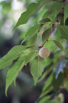 山桃野桃桃子毛桃