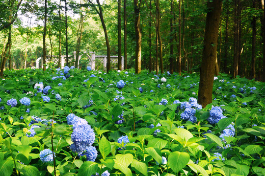 绣球花花田