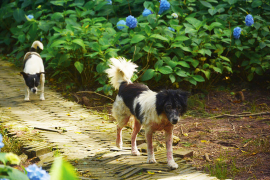 田园犬