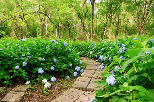 清新树林绣球花花路