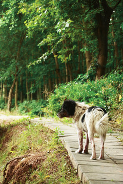 中华田园犬