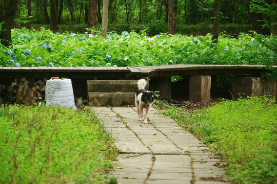 田园小狗