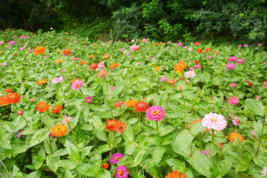 清新百日菊