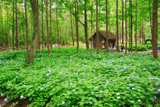 林间木屋花海