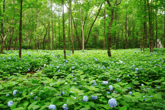 绣球花花田