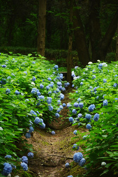 绣球花田