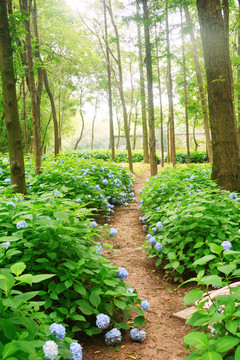 花间小路