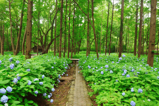 清新水杉林绣球花花田