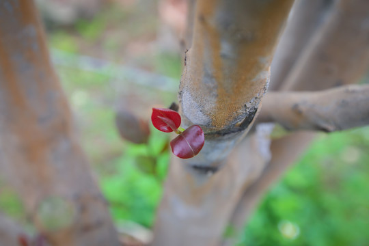 茶花盆栽