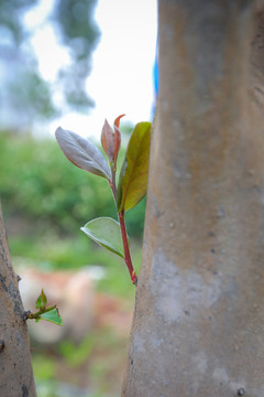 茶花盆栽