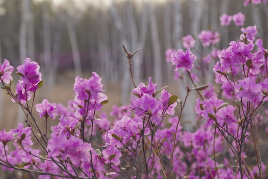 杜鹃花和白桦树