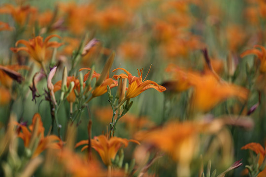 黄花菜种植