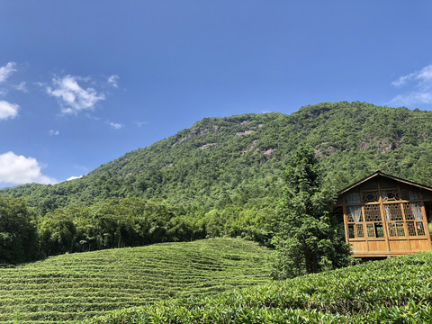 半山腰茶园茶室