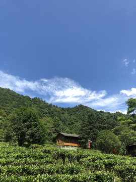 茶园小屋山景