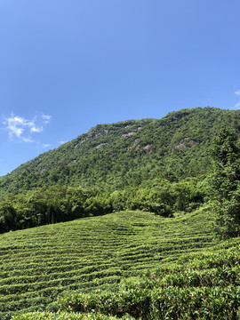 龙井茶茶园