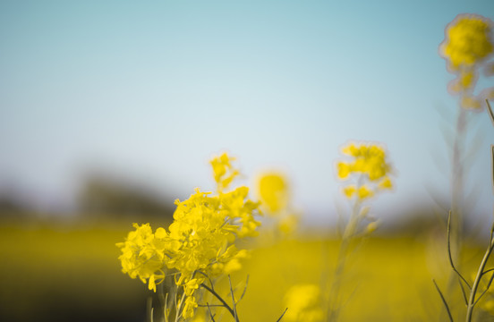 油菜花特写