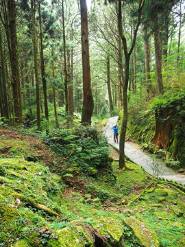 台湾阿里山原始森林