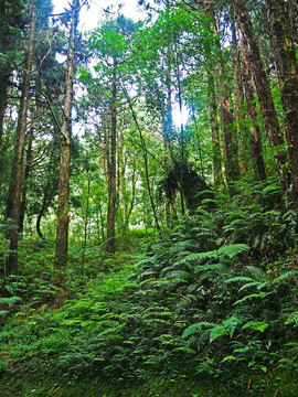 台湾阿里山原始森林