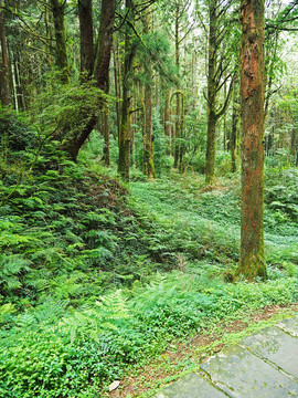 台湾阿里山原始森林